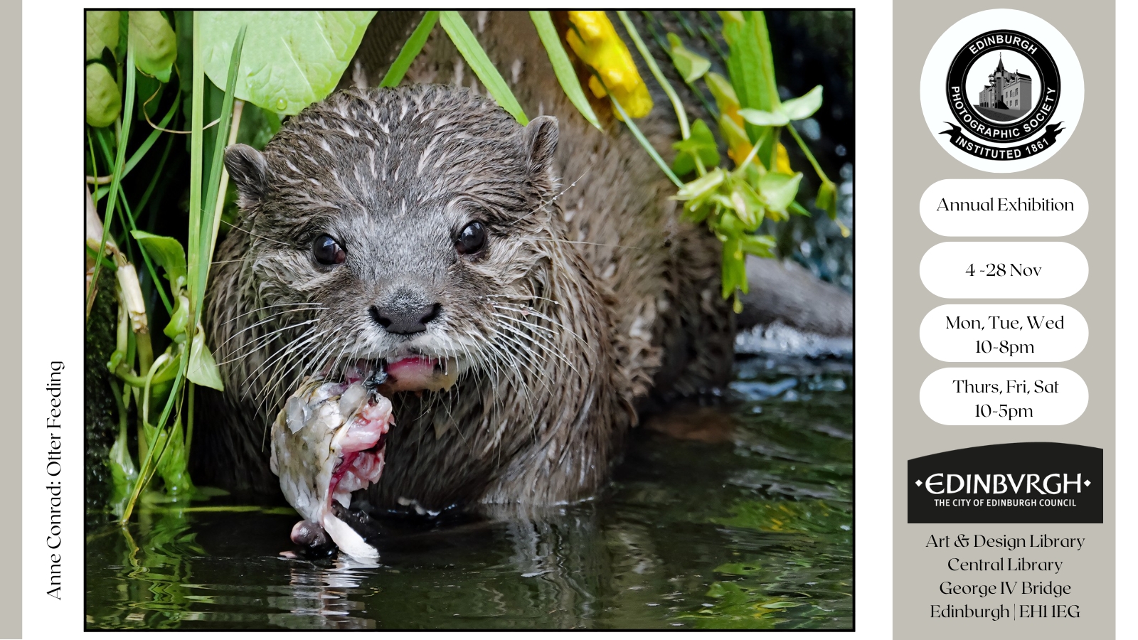 Twitter Otter Feeding © Anne Conrad