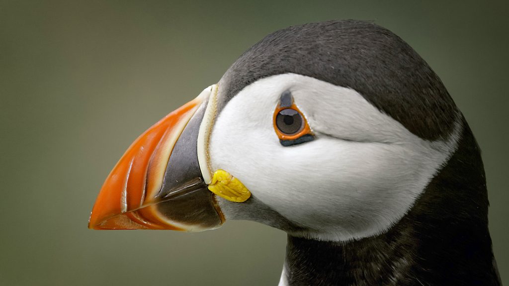 Puffin Portrait © John Fotheringham