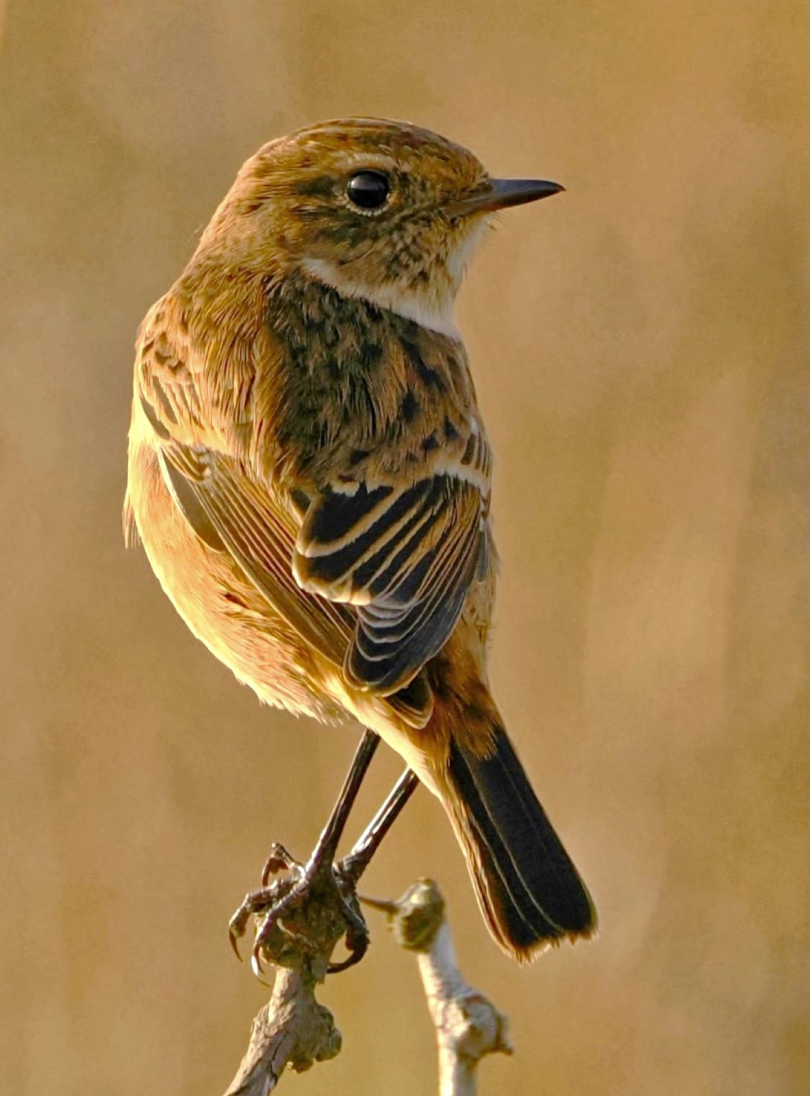 mhairi chambers l2 1452 stonechat on guard